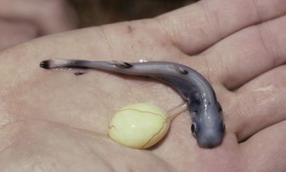 A newborn pygmy spiny-tailed shark with a yolk sac still attached: The smalleye pygmy shark uses its glowing belly to hide from larger predators.