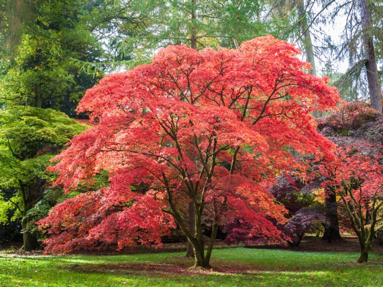 Large Brightly Colored Japanese Maple Tree