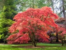 Large Brightly Colored Japanese Maple Tree