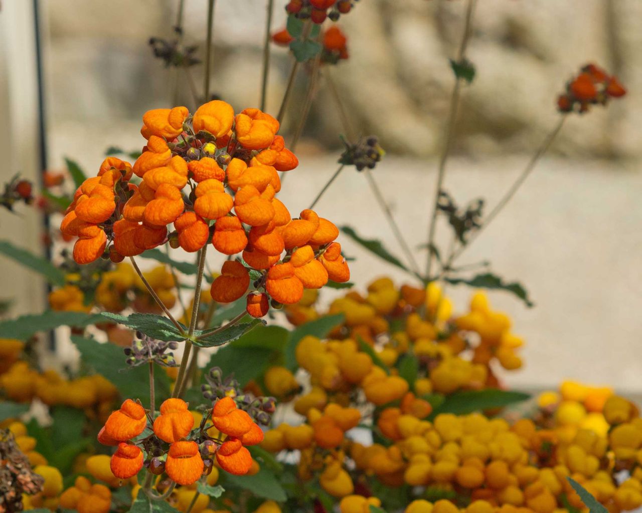 Best container plants 14 top picks for summertime pots Gardeningetc