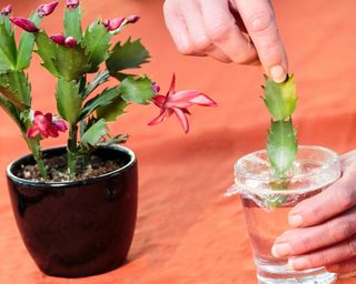 Propagating a Thanksgiving cactus by rooting stem cuttings in water