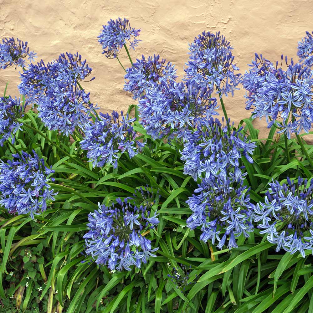 Blue agapanthus flowers
