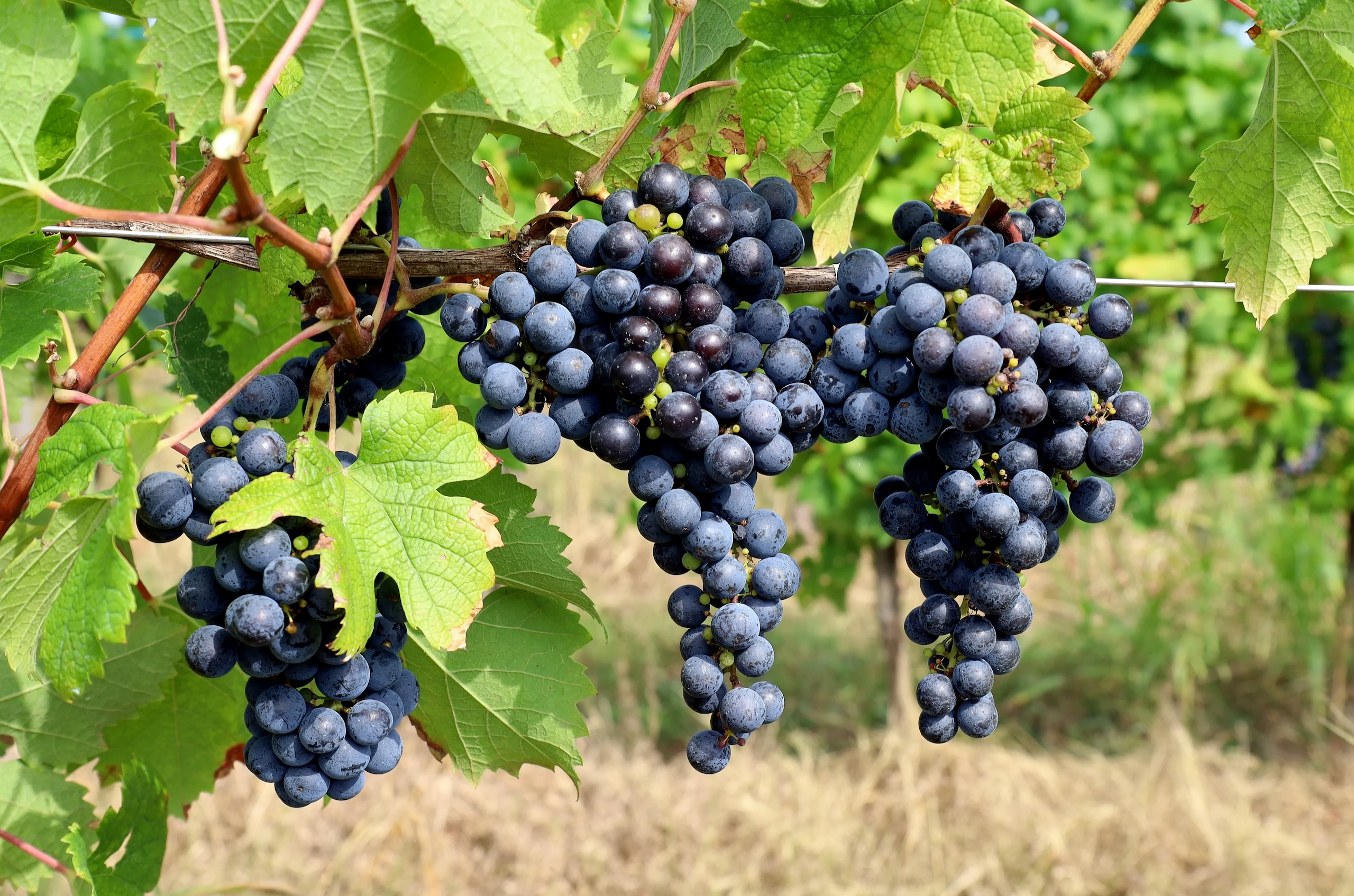 Three bunches of ripe Cabernet Franc grapes hanging on the vine