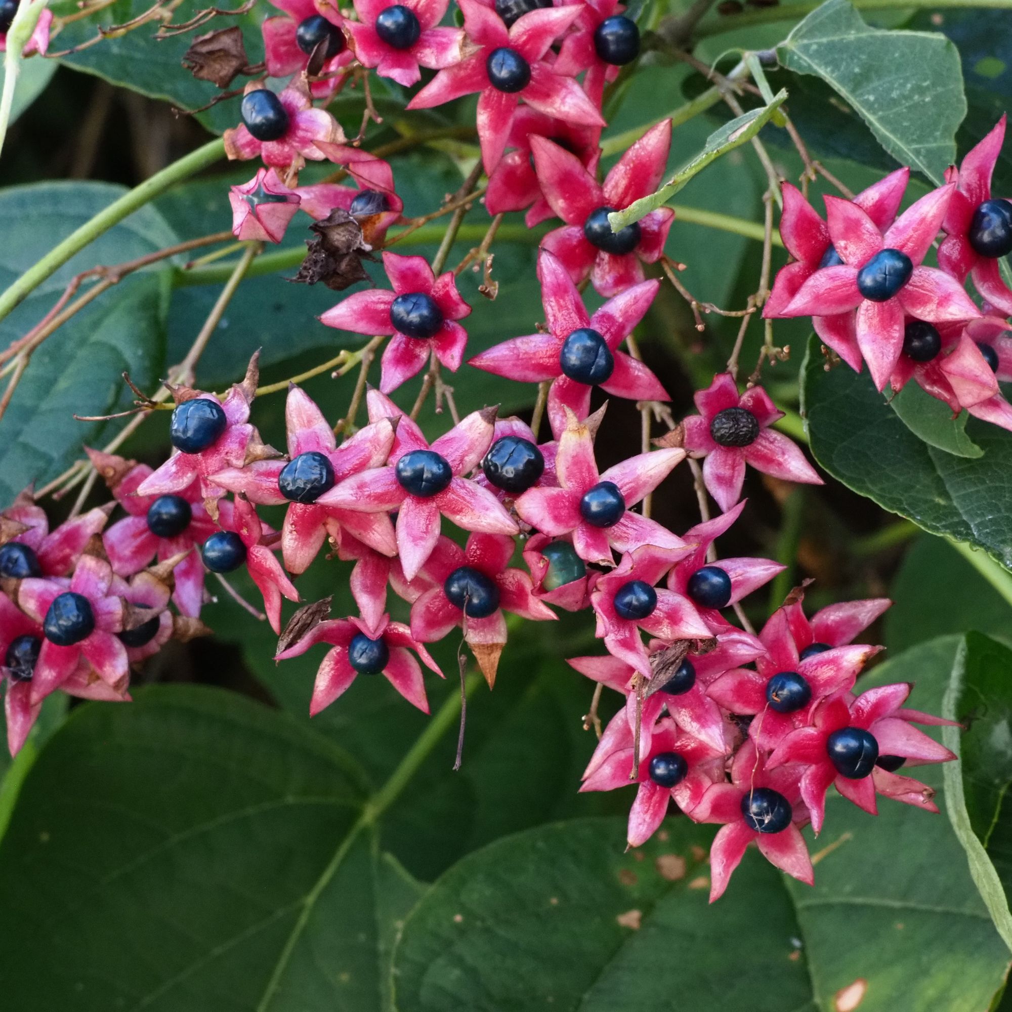 Harlequin Glorybower fragrant shrub