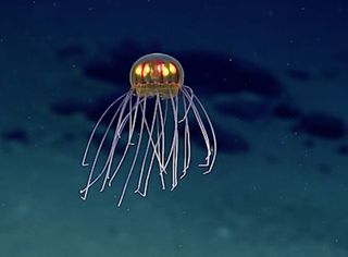 The bright-yellow "lights" inside the jellyfish's bell are likely gonads, the researchers say.