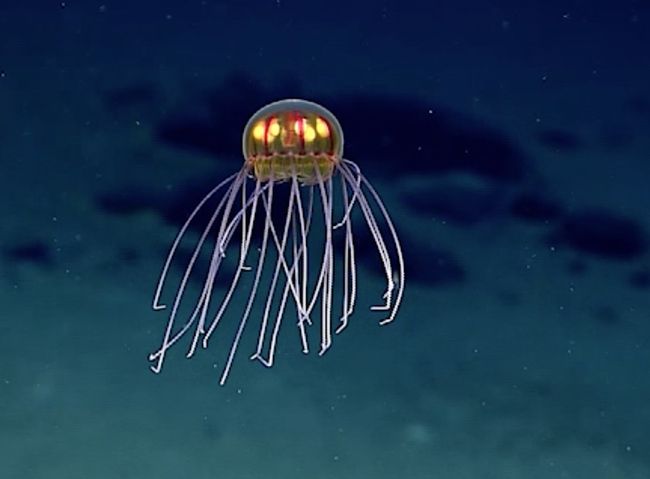 Jellyfish From Outer Space? Amazing Glowing Creature Spotted 