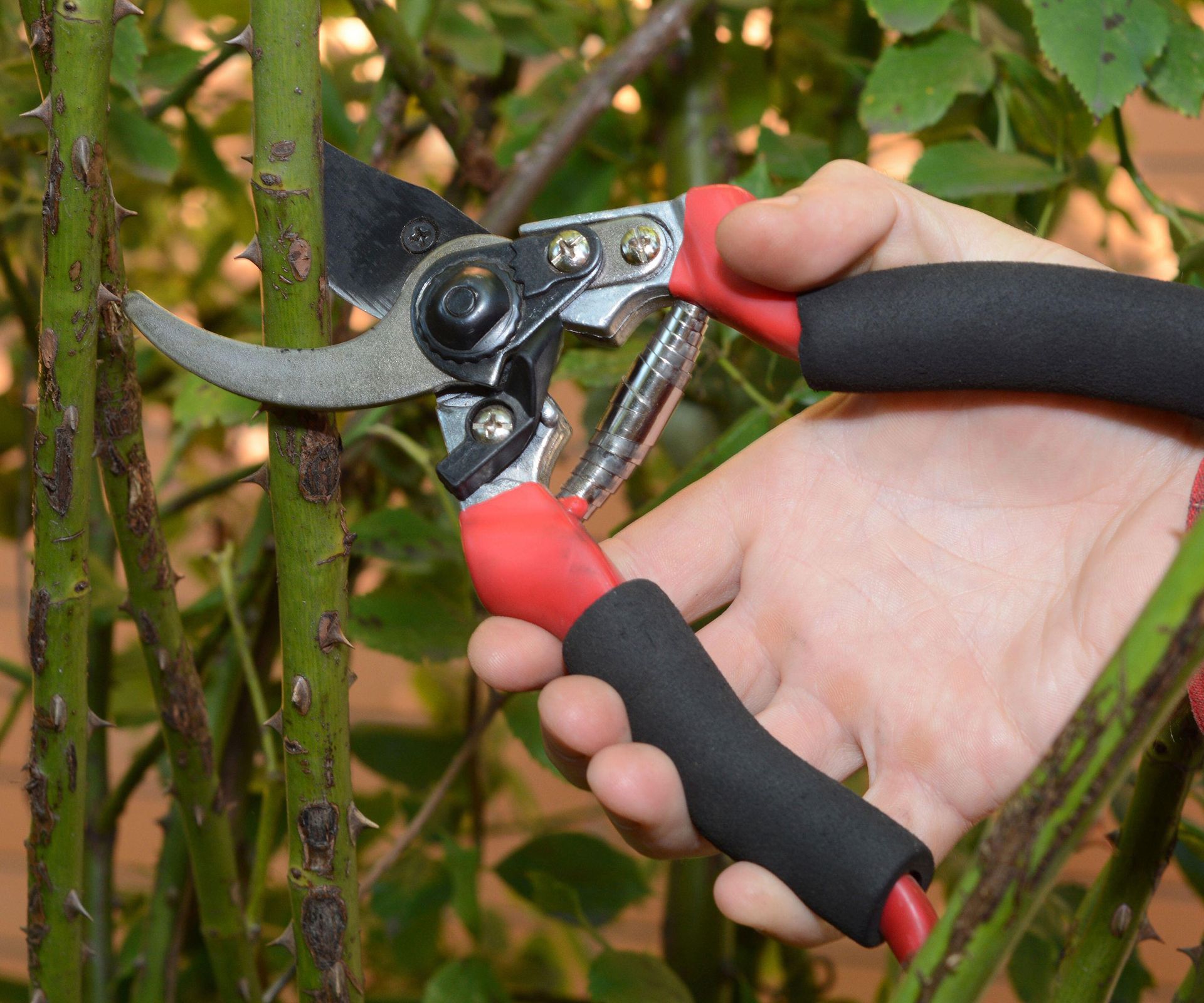 Rose pruning mistakes: how to avoid the top seven pitfalls | Homes ...