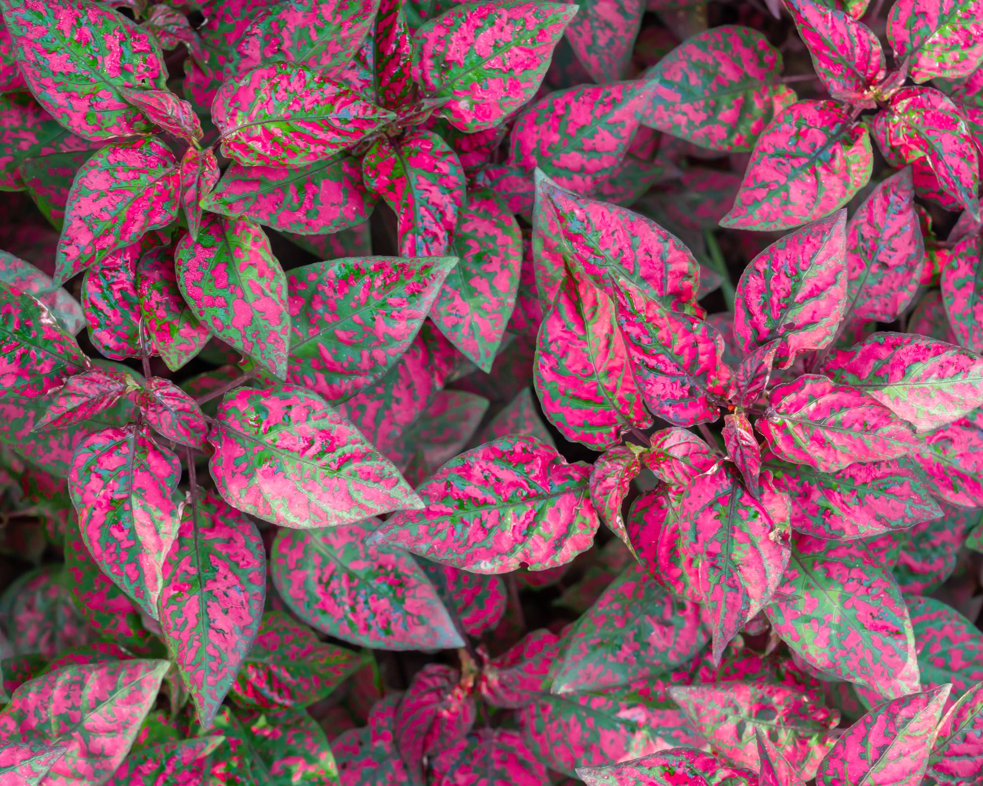 Pink polka dot plant leaves
