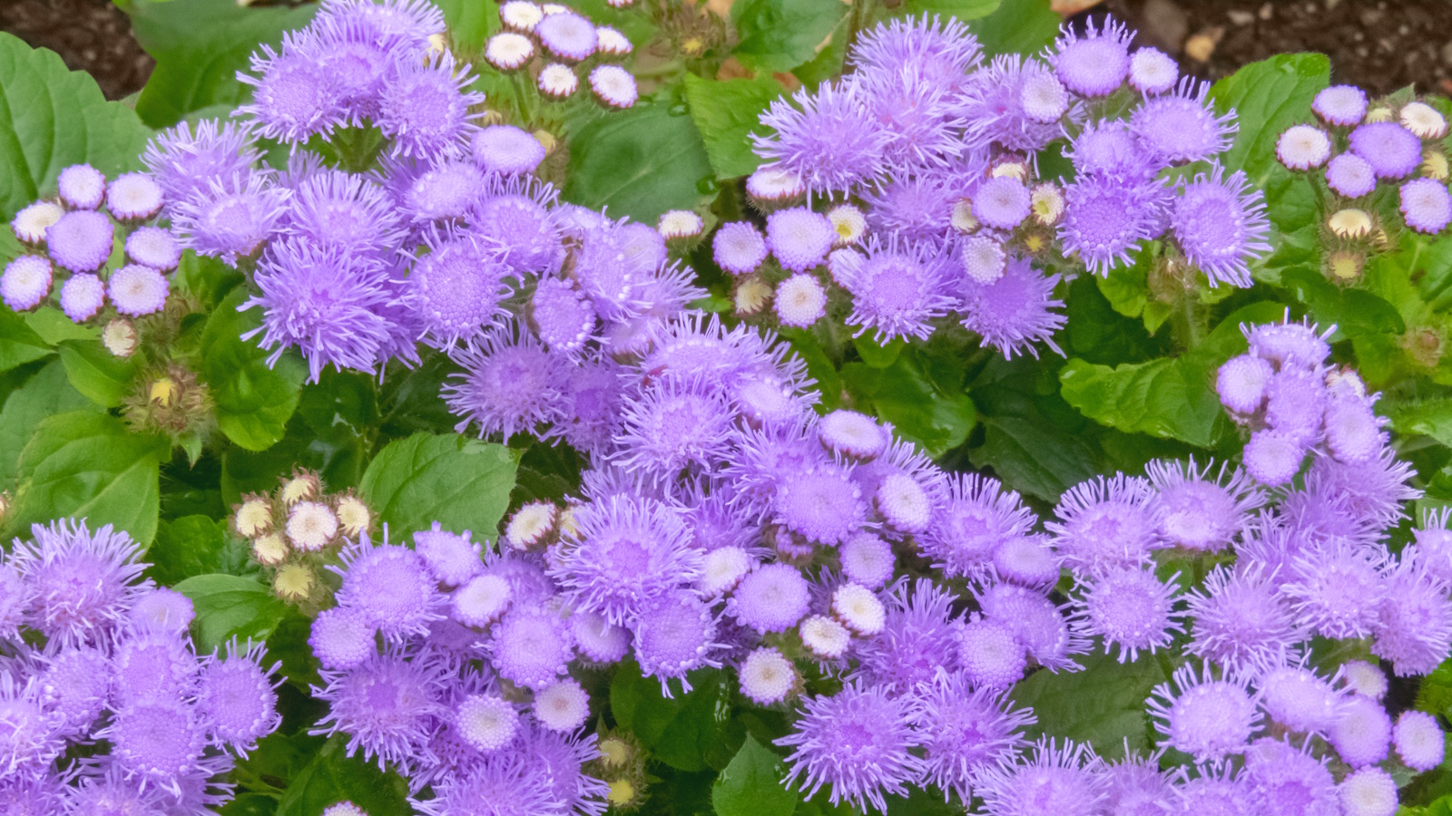 flossflower with purple flowers