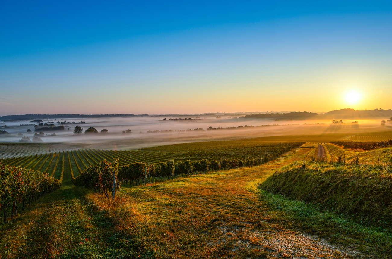 M&eacute;doc 2019 wines, Medoc Bordeaux