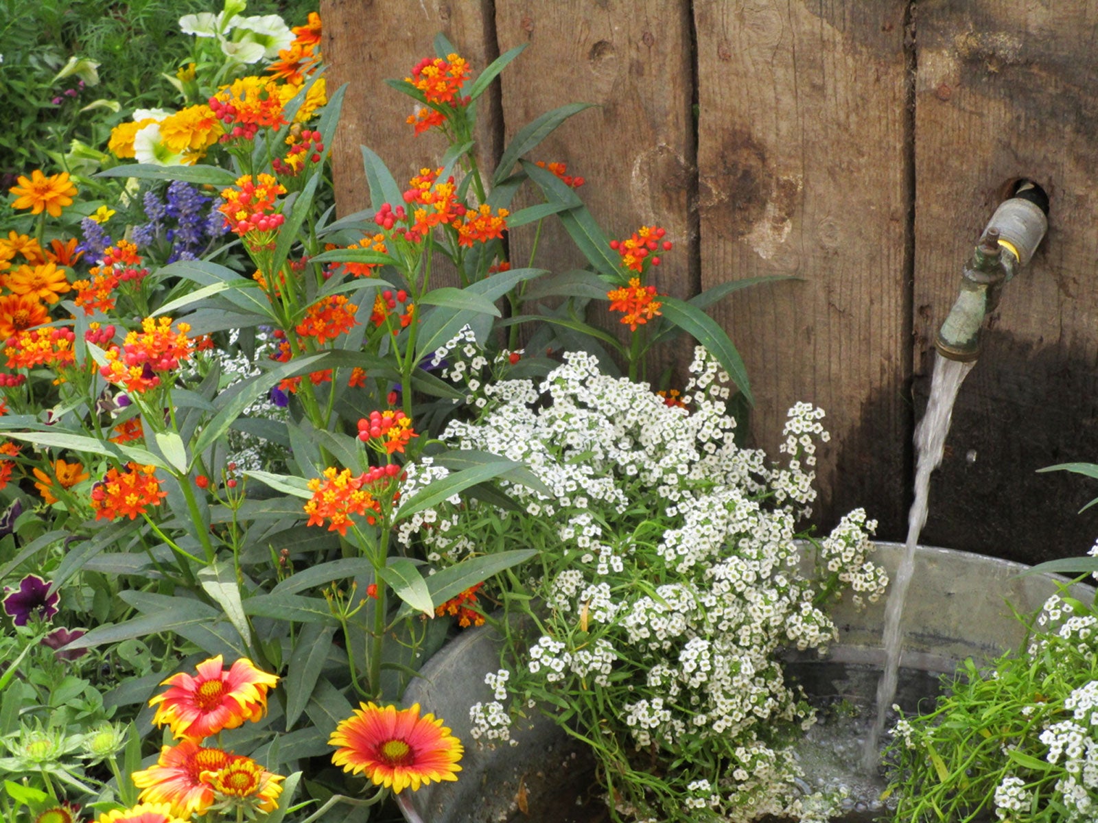 Gardening With Microclimates In Mind Using Microclimates Within Your