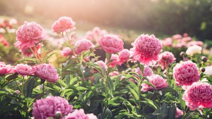 A field of pink peonies at sunset.