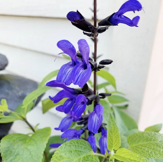 flowering purple salvia plant