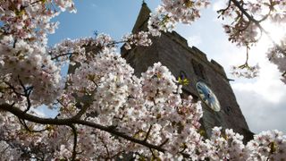 This image shows cherry blossoms in the foreground with a church clock in the background. Daylight saving time is coming up in the spring, when we move our clocks an hour forward.