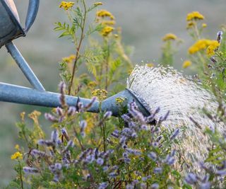 watering plants with metal watering can