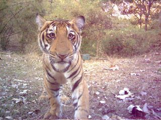 Tiger cub photographed by a camera trap