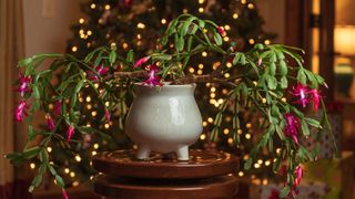 Christmas cactus