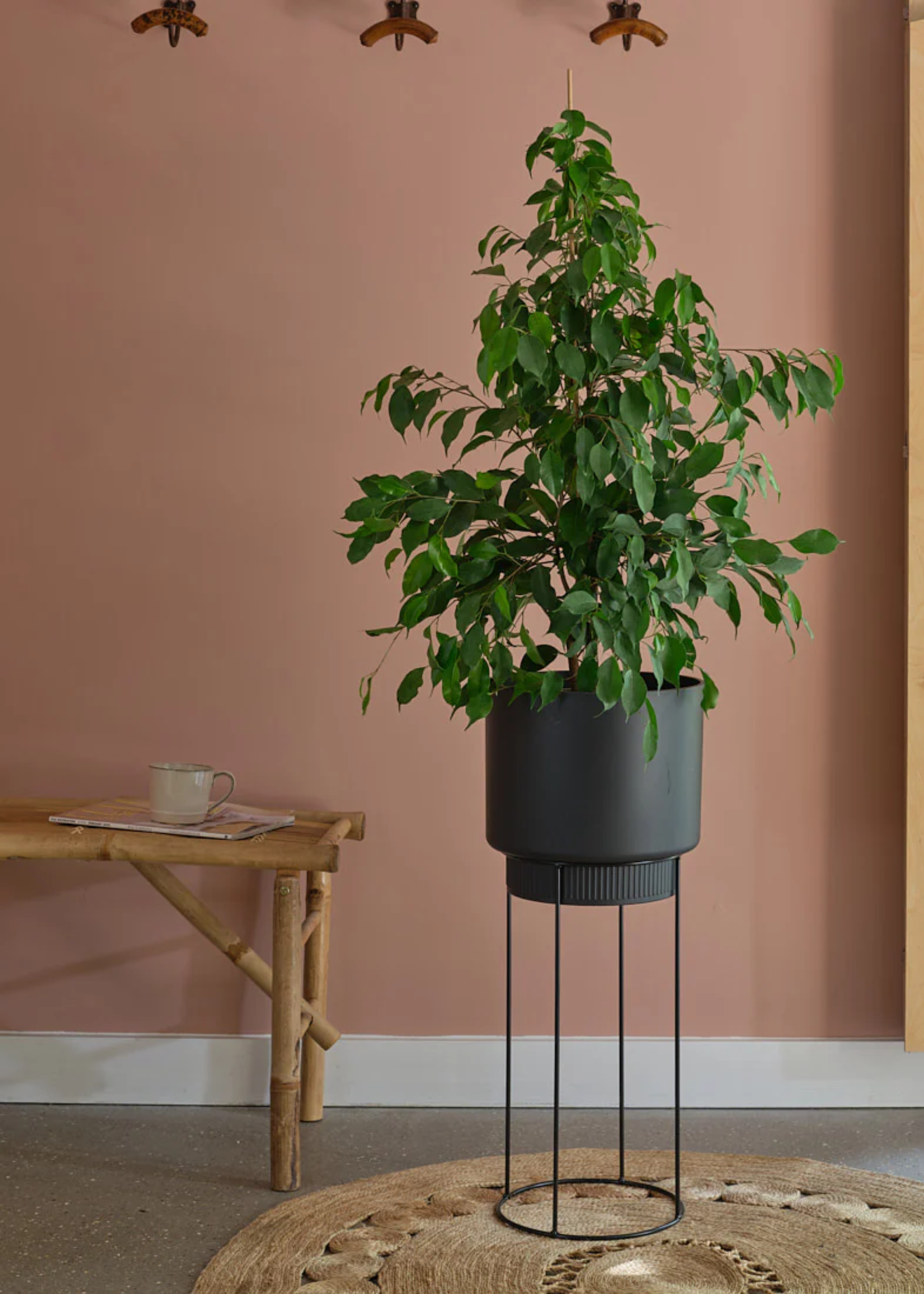 A potted weeping fig on a woven circular rug by a bamboo side table