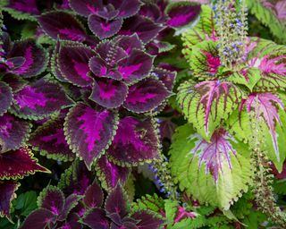 Brightly coloured green and purple leaves of Coleus plants