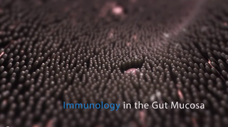 gut immunology