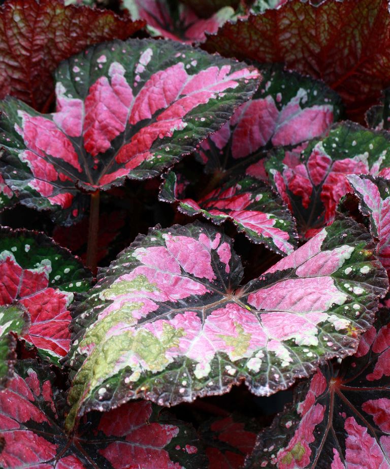 How to propagate begonias: expert tips