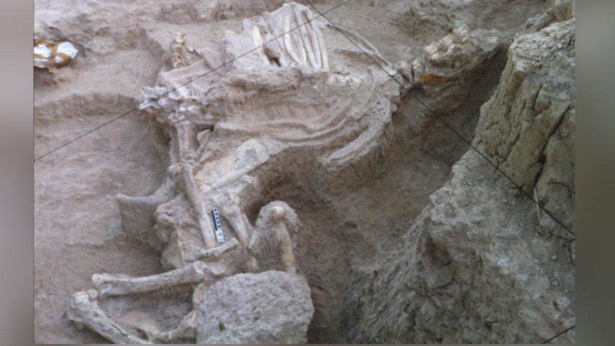 An articulated skeleton of Decennatherium rex, an ancestor of giraffes, found at the Batallones-10 site in Spain.