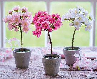 Mini Blossom Trees Set, one light pink one dark pink and one white, on a wooden shelf in front of a window
