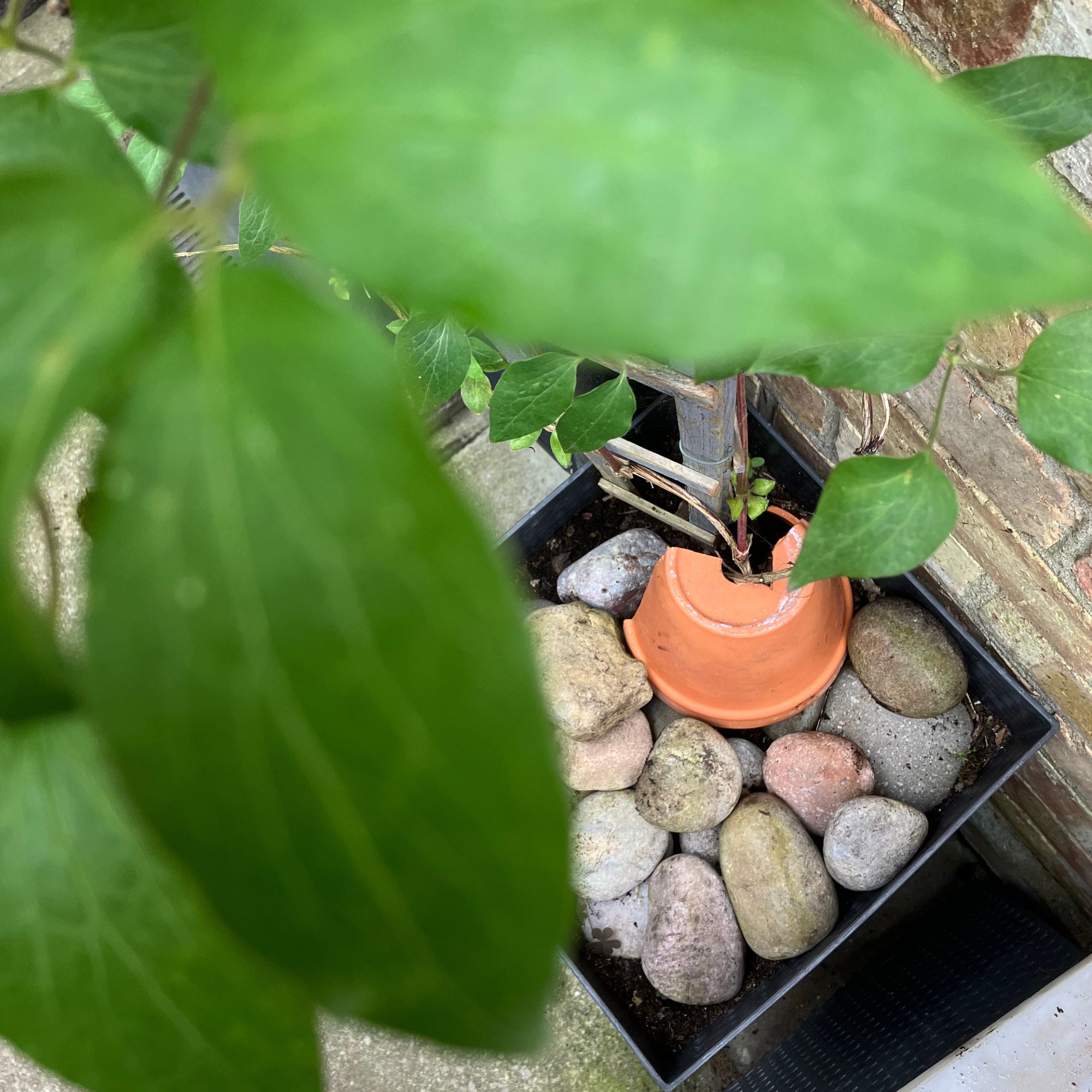 terracotta cover for climbing plant in pot