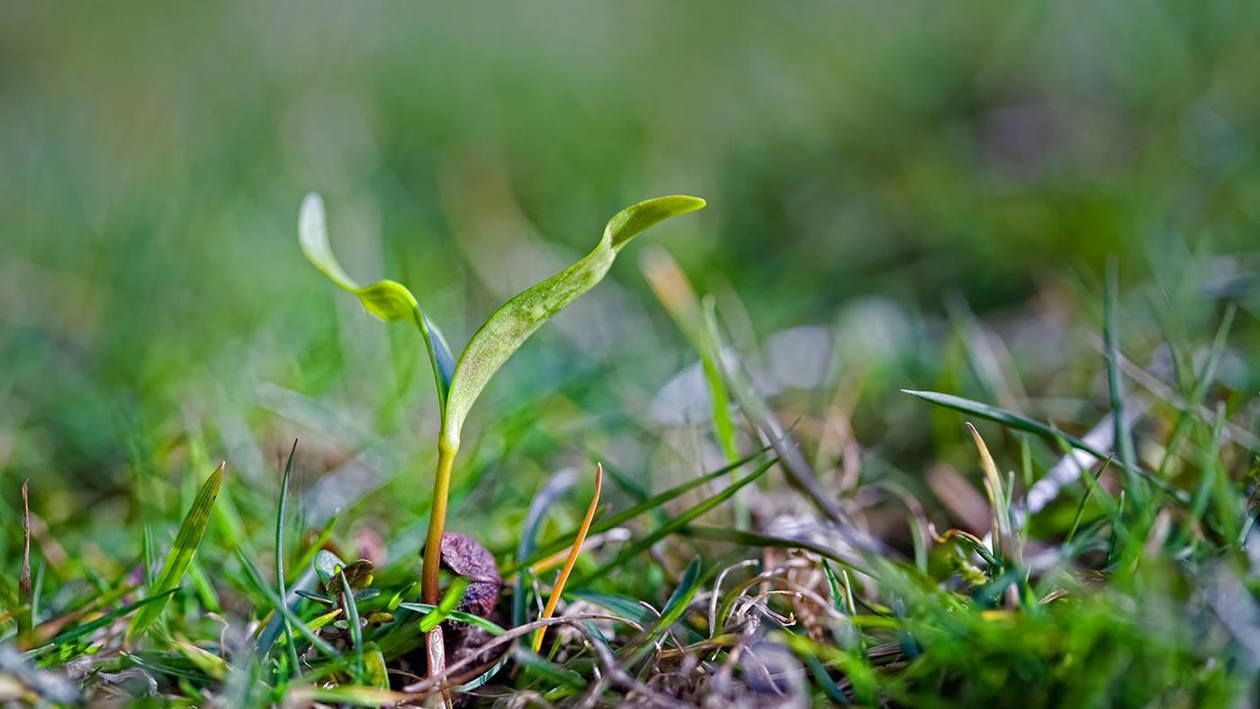Acer pseudoplatanus, a sycamore seedling, which is linked to the often fatal condition of atypical myopathy in horses