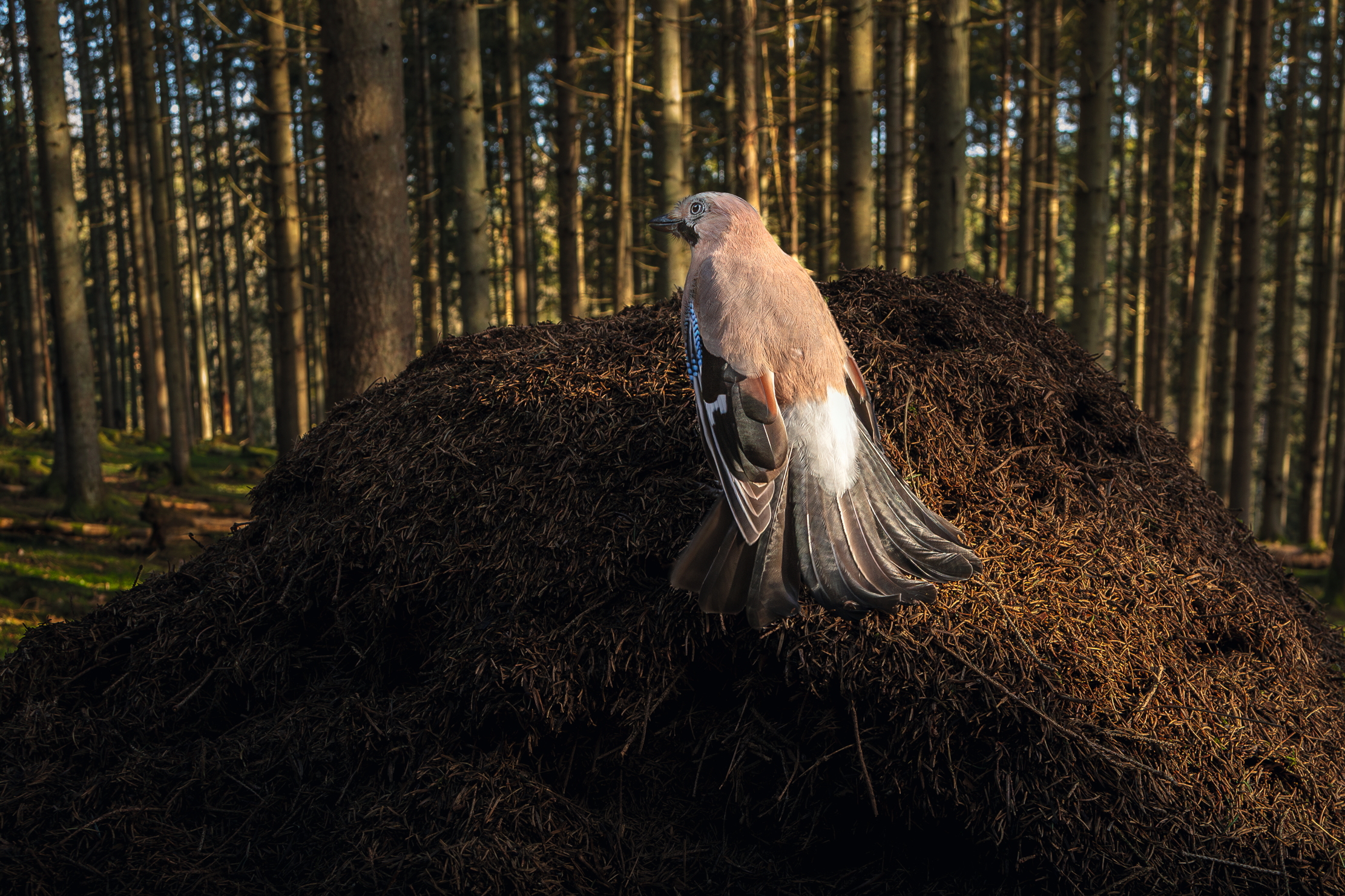 Eurasian Jay (Garrulus glandarius) sitting on European Red Wood Ant (Formica polyctena) anthill, letting ants spray it with formic acid to get rid of parasites, Hessen, Germany