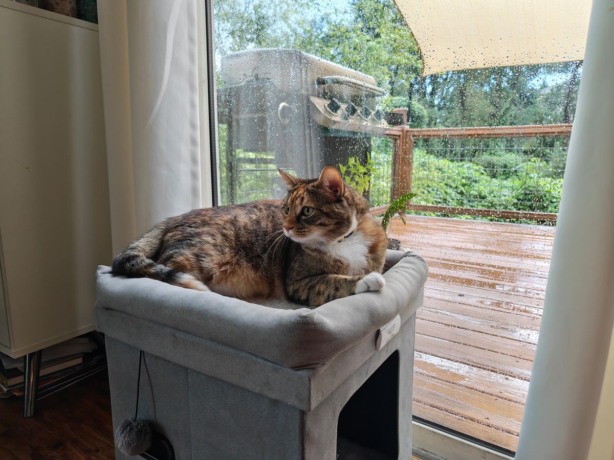 Photo samples of a cat taken from the Honor Magic V6's main camera