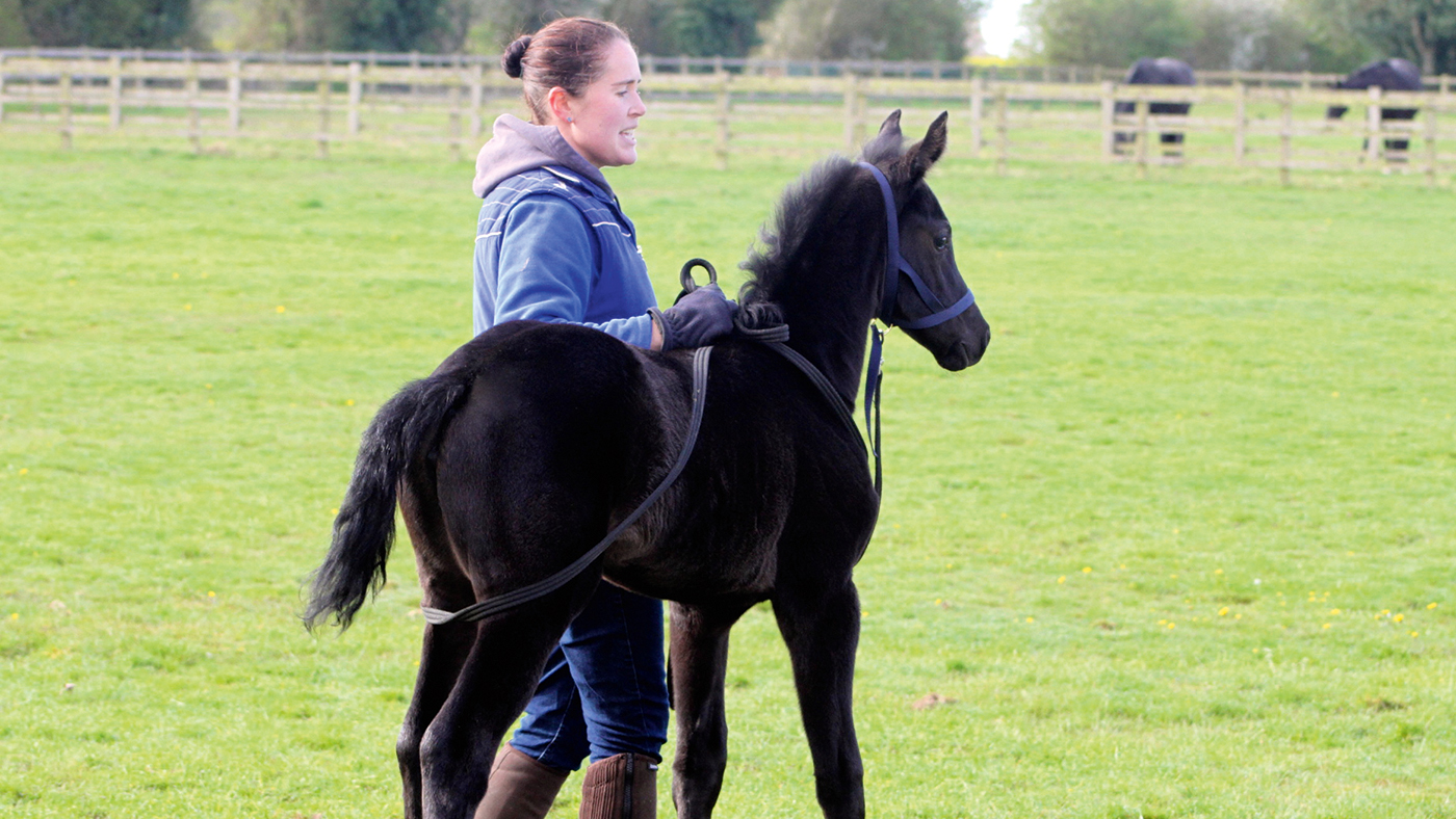 Charlotte-Smith-handbagging-a-foal-free-content-issue-297.jpg