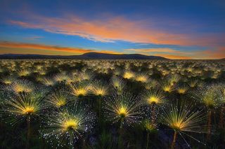 'Cerrado Sunrise' by Marcio Cabral ©International Garden Photographer of the Year