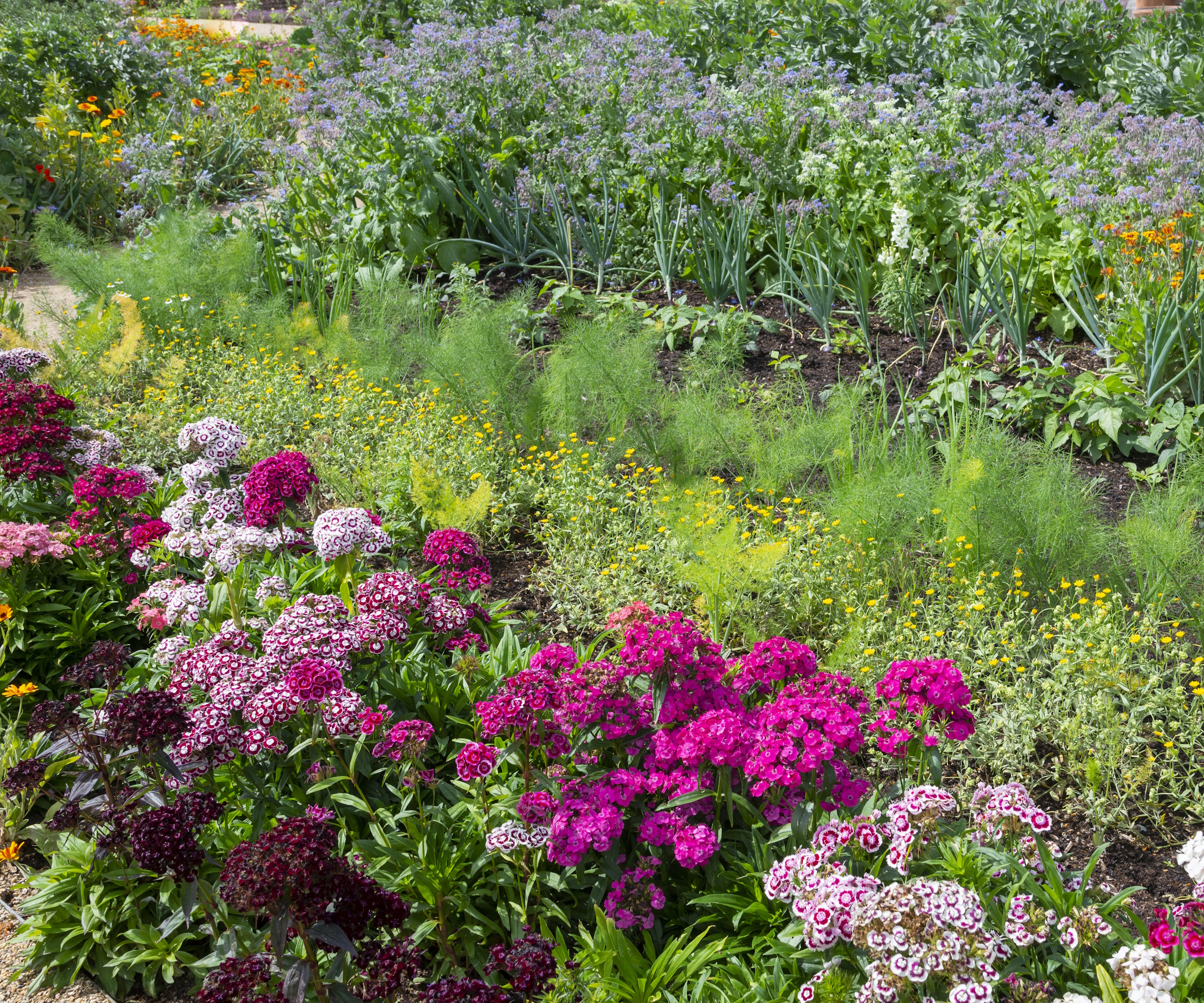 Sweet Williams in flower beside herbs and vegetables in an English garden