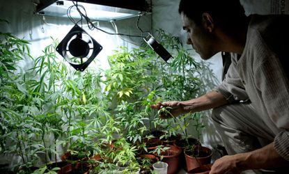 Man growing marijuana