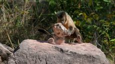 A bearded capuchin cracks open a coconut with a stone.
