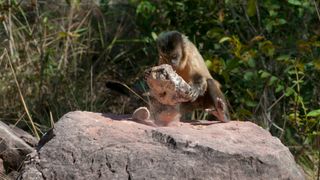 A bearded capuchin cracks open a coconut with a stone.