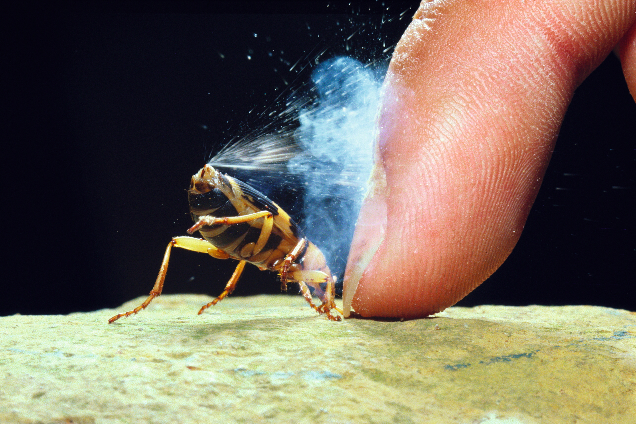 Bombardier Beetle (Pheropsophus jessoensis) protecting itself by ejecting a boiling, noxious chemical spray, Nagasaki, Japan.