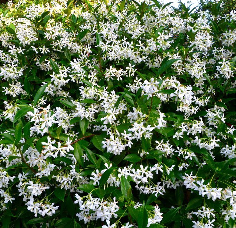 Star Jasmine - Fragrant Evergreen Trachelospermum Climber - 80-100cms