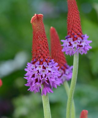 red and purple spike flowers of primula vialii