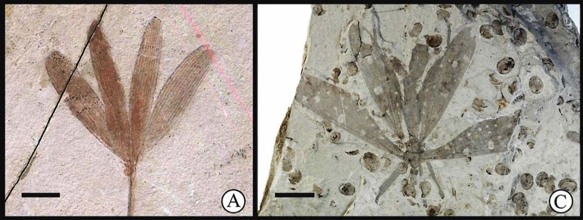 fossil scorpionfly and ginkgo tree leaf