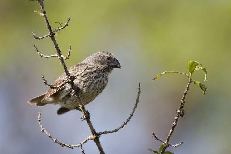 A medium ground finch on Santa Cruz Island, Galapagos. 