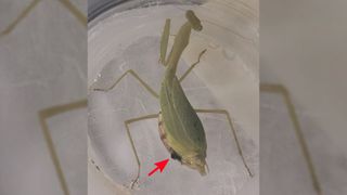 This female springbok mantis sustained a (now healed) abdominal wound during a wrestling match with a male.