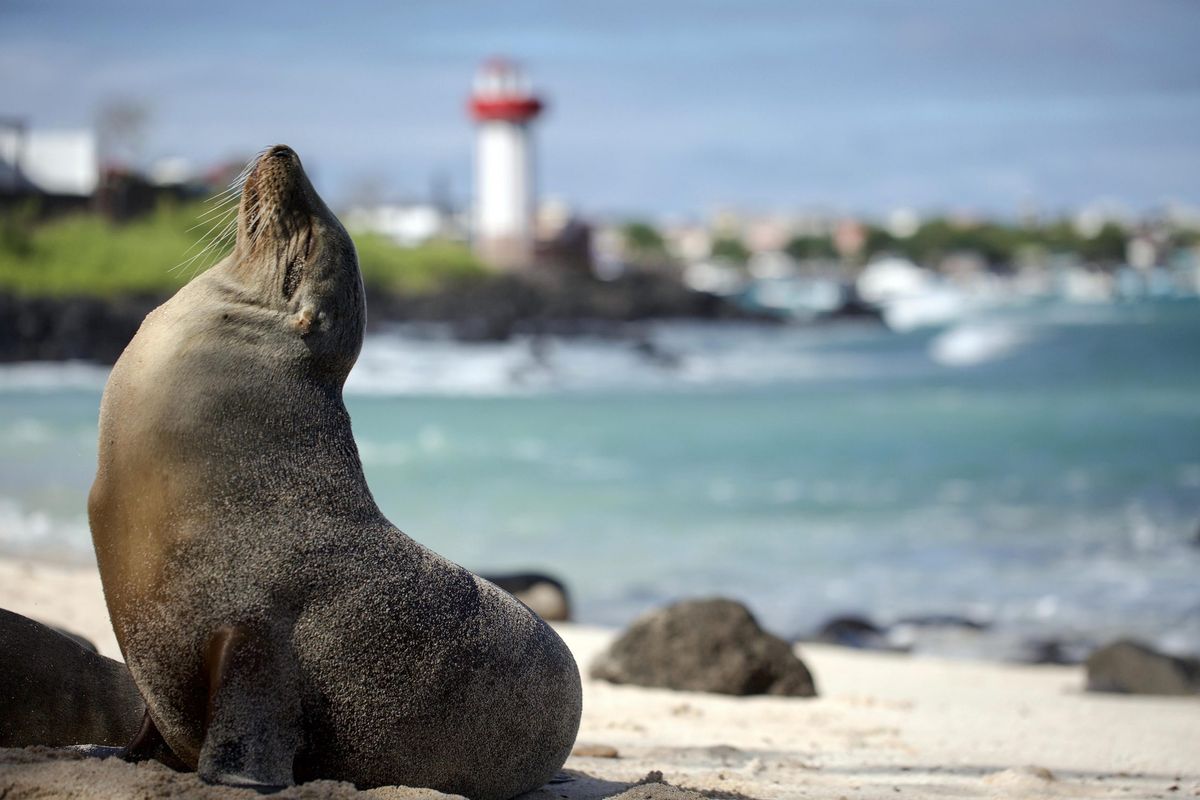 A sea lion on the beach