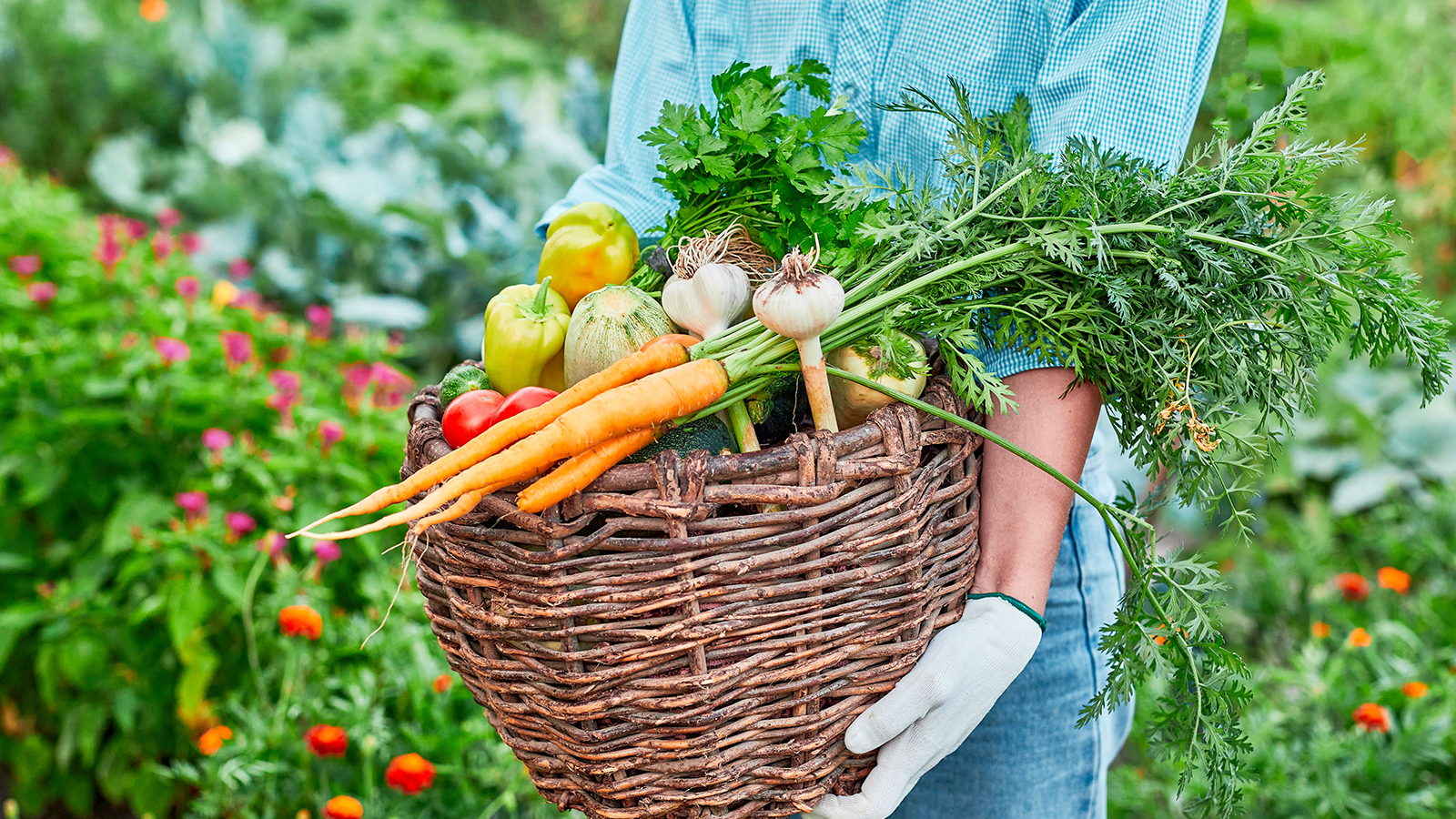 Gardener holds basket of freshly harvested vegetables