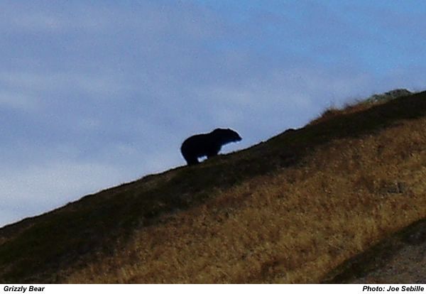 grizzly bear cascades photo