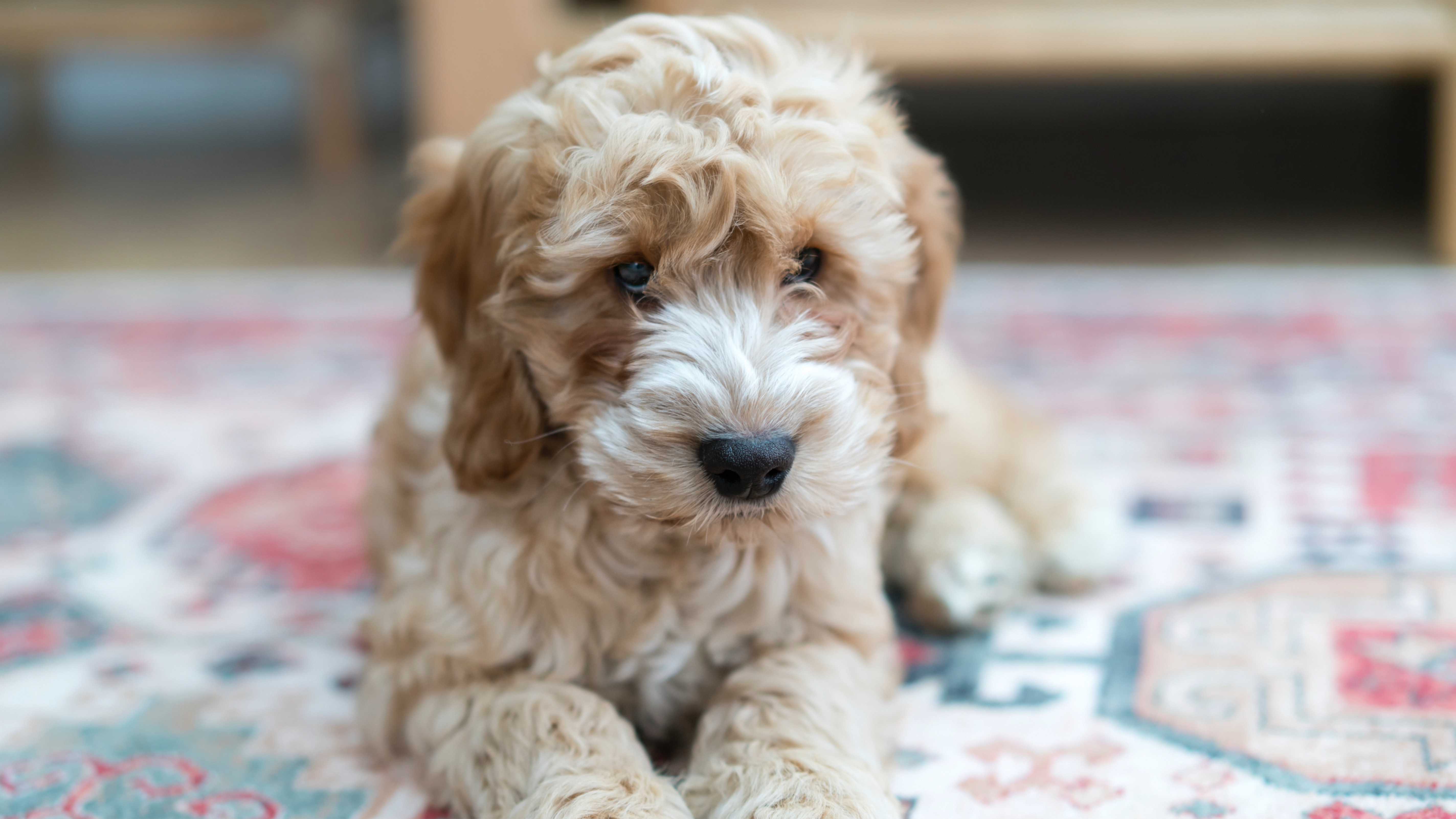 Dog lying on rug