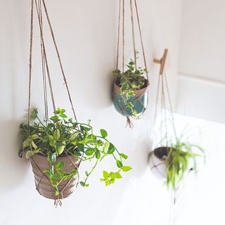 Hanging houseplants on a white wall