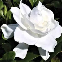 Gardenia 'August Beauty' at Nature Hills