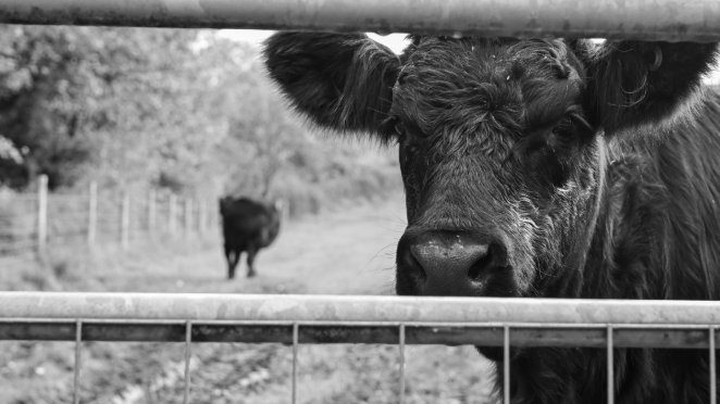 cow Peter Wolinski • NikonZ50II_AF-3